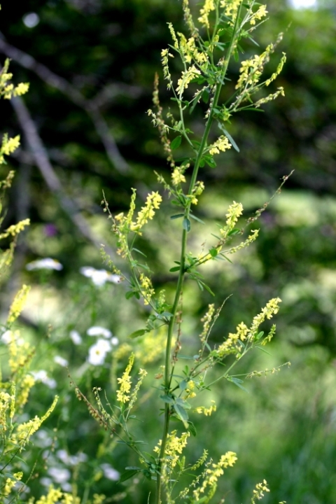 Yellow sweet clover.