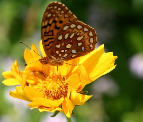 Atlantis Fritillary on Coreopsis.
