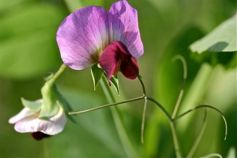 Dwarf Gray Snow Pea Blossom.