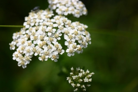Yarrow.