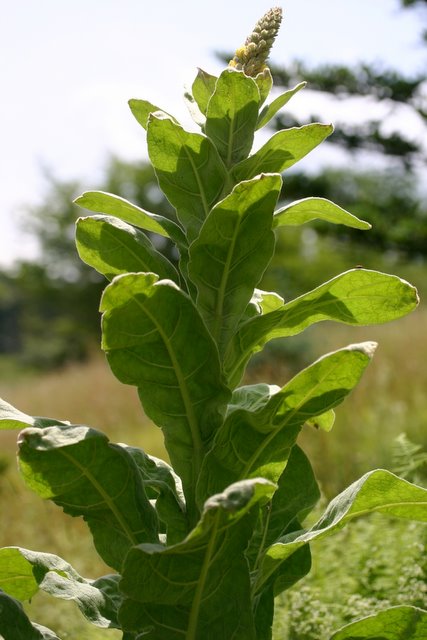 Mullein.
