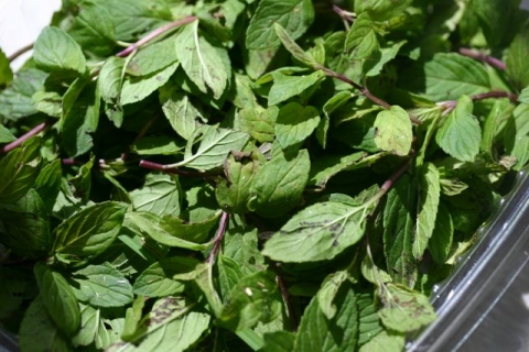 Wild mint, drying.