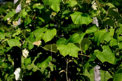 Grape vine.