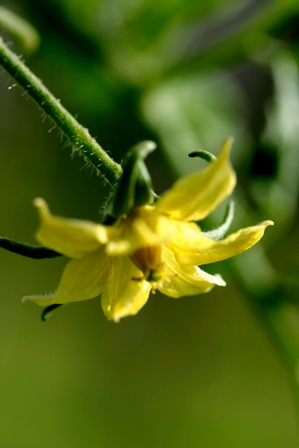 Tomato Blossom