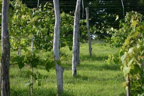 Vineyard.