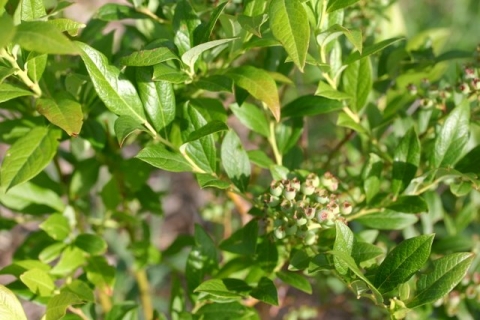 Brightside's Cultivated Blueberry.
