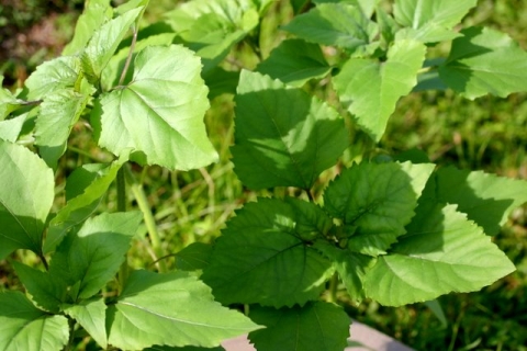Stevia.