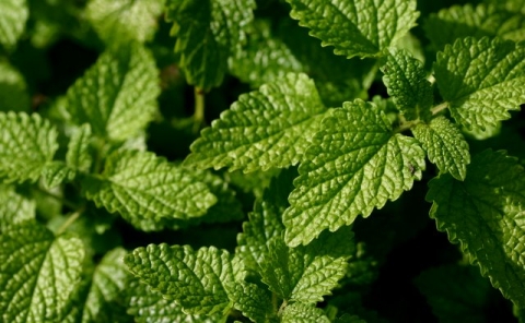 Lemon Balm.