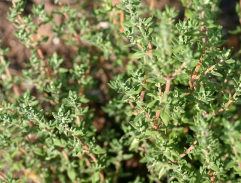 Thyme.