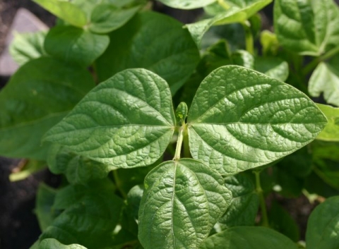 Masai Bush Bean.