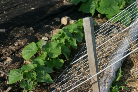 Cucumbers.