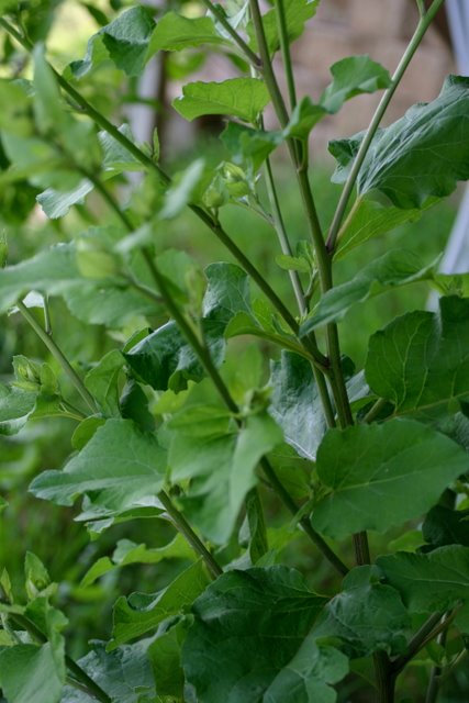 Burdock.