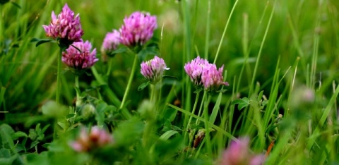 Red Clover.