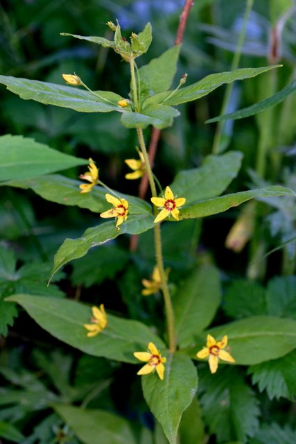 Whorled Loosestrife.