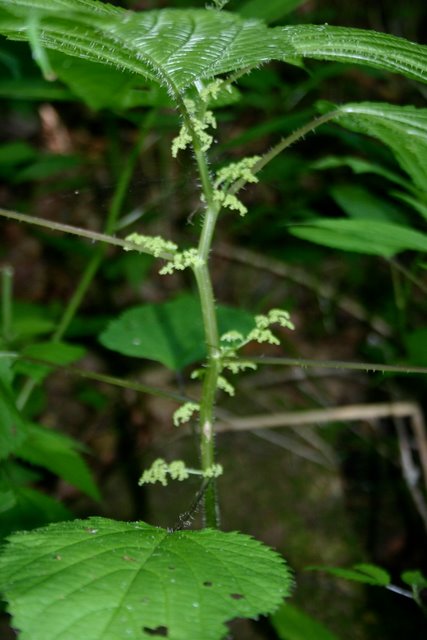 Stinging Nettle.