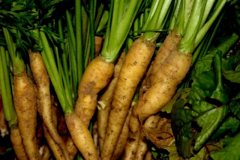 Creme de lite Carrots.