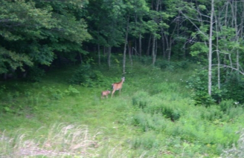 Doe and fawn heading toward Wiley Way.