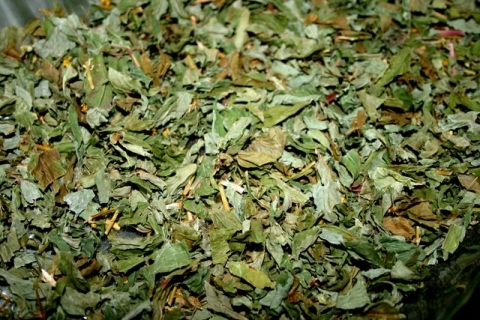 Dried Whorled Loosestrife.