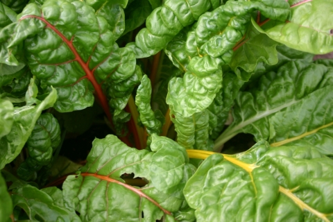 Bright lights Swiss chard.