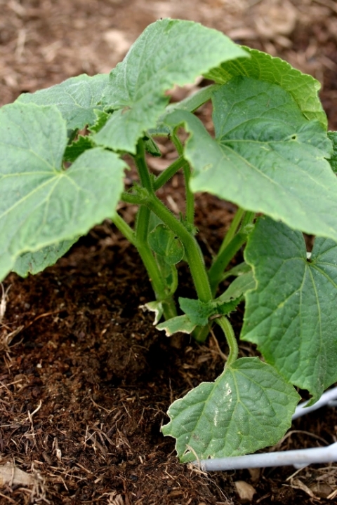 Straight 8 cucumber.