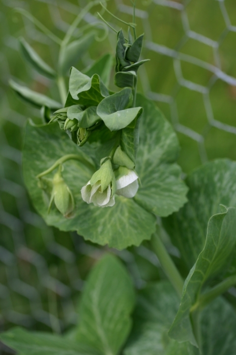 Snow pea blossom.