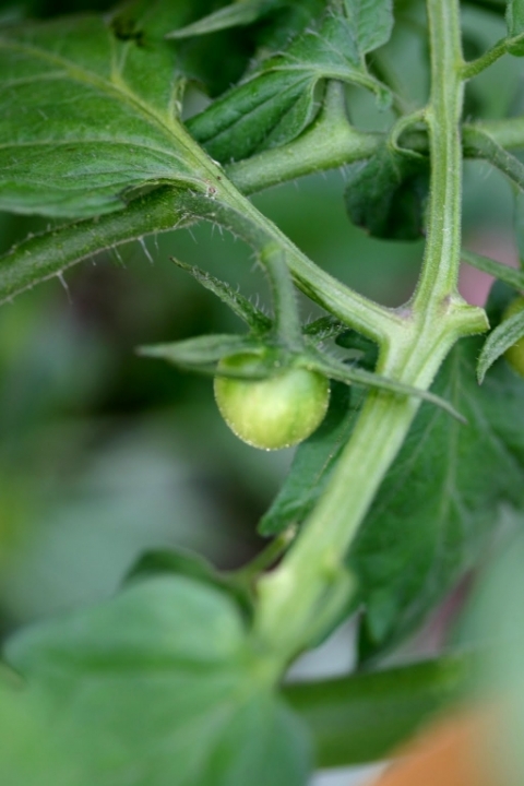Sungold tomato.