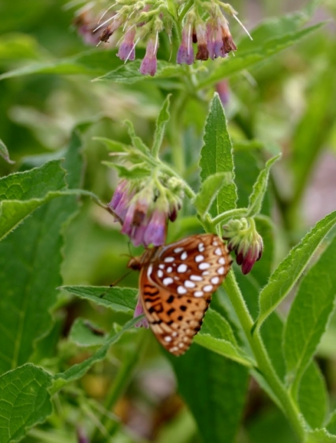 Atlantis Fritillary on comfrey.