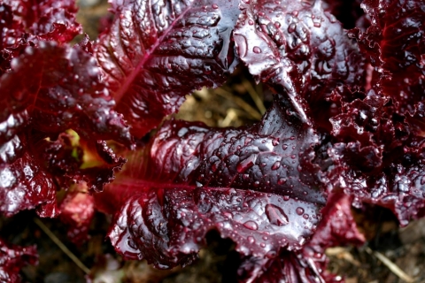 Merlot lettuce.