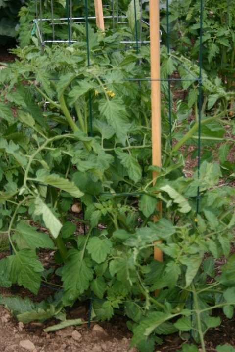 The Sungold tomato plant that ate Brightside.