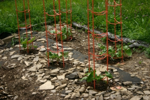 Scarlet runner beans.