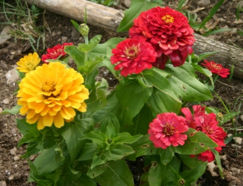 Zinnias.