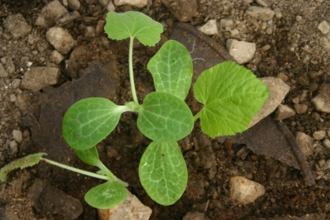 Crookneck squash.