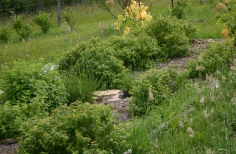 Herb garden.