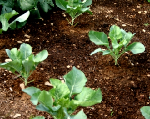 Cauliflower.