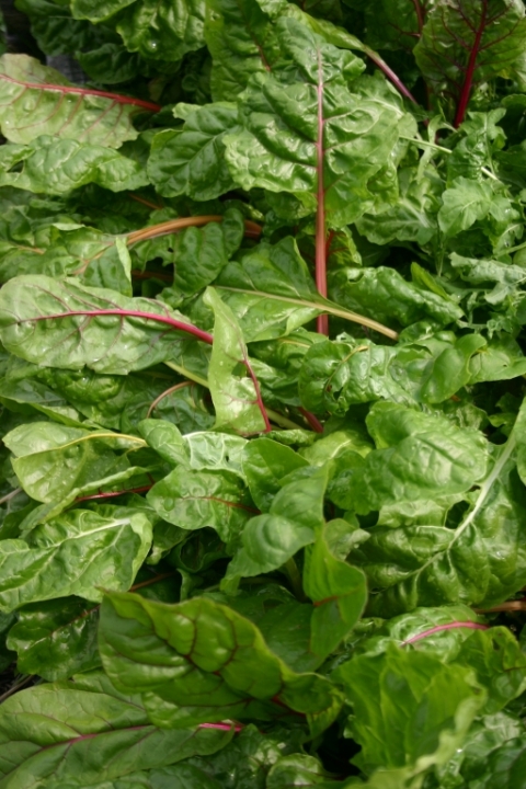 Chard.