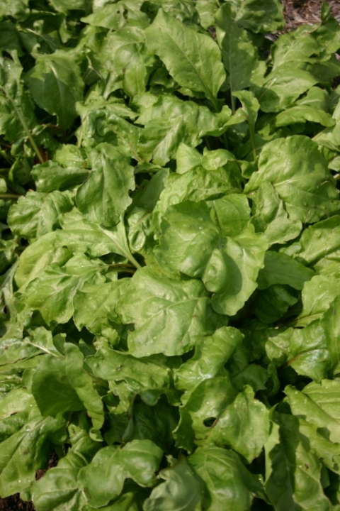 Cylindra beets.