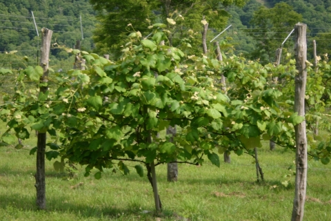 Grapevine happiness!