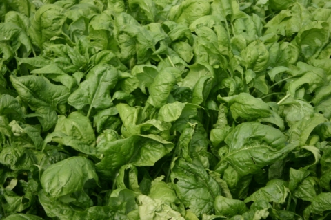 Spinach.