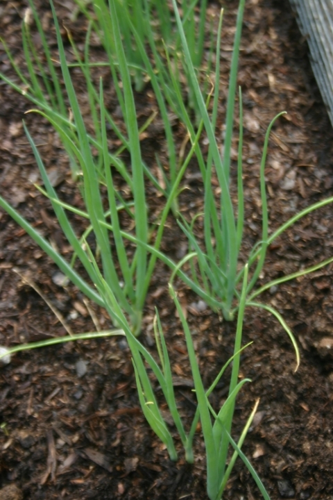 Scallions.