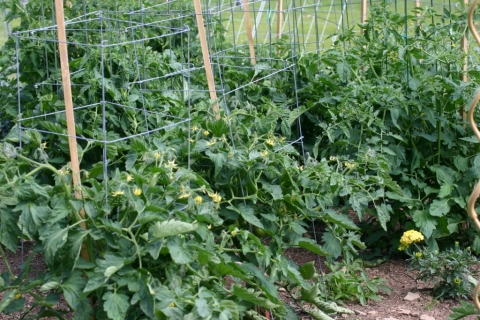 July 2 tomato plants.