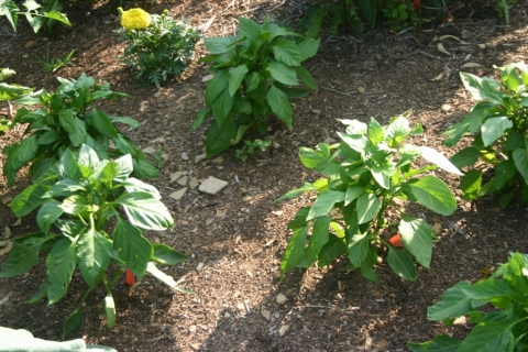 July 2 pepper plants.
