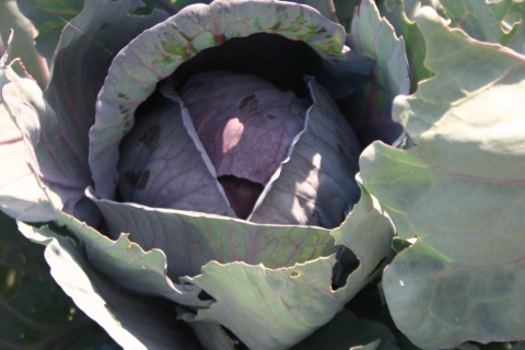 July 2 red cabbage.
