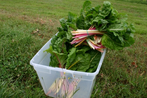 July 19 swiss chard.