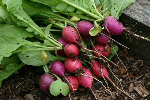 Easter egg radishes.