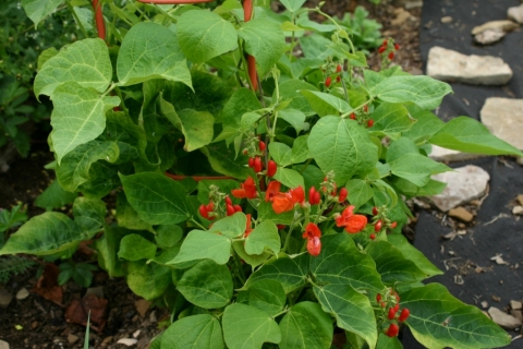 Scarlet runner beans.