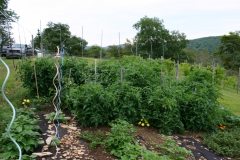 July 19 tomato plants.