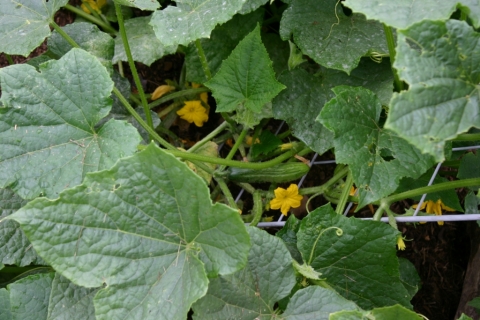 July 19 cucumbers.