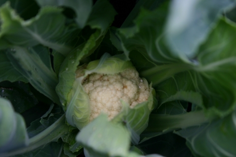 First ever cauliflower.