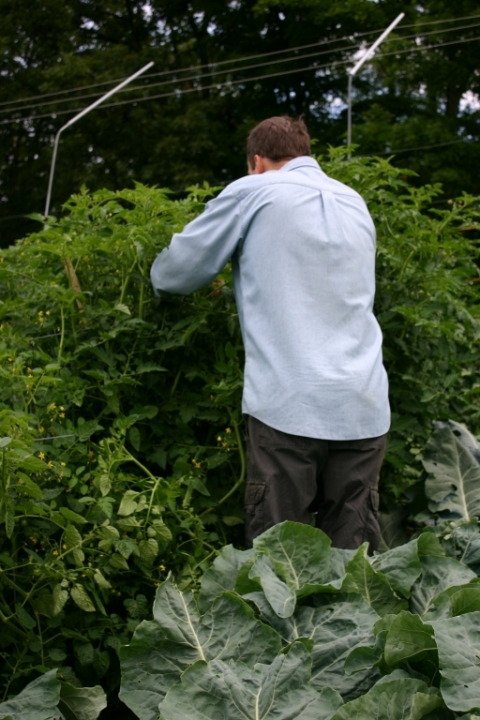 David wrestling the tomato hedge.
