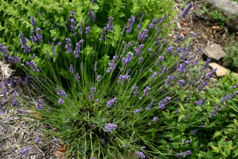 July 19 lavender.
